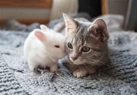 Lol my cat danny with a toy bunny so cute >w<. love by Melanie DeFazio | Cute baby bunnies, Cute cat gif ...