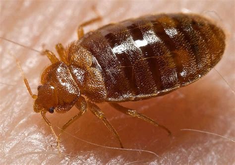 Bed Bugs Cimicidae