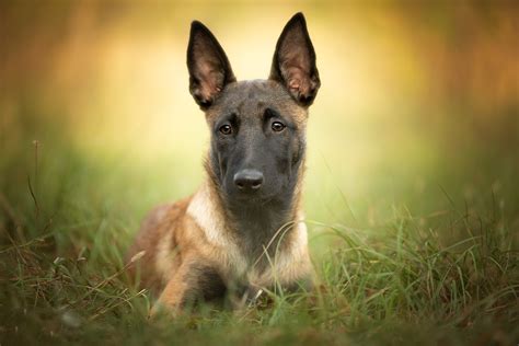Download Malinois Dog Animal Belgian Shepherd Hd Wallpaper