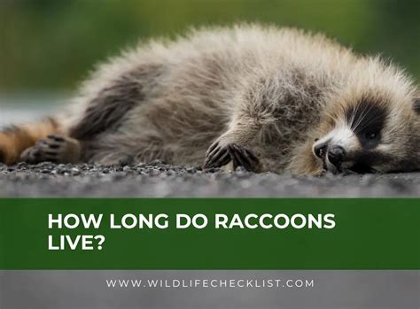 How Long Do Raccoons Live? The Average Lifespan Of A Raccoon - Wildlife