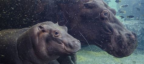 El Bebé Hipopótamo De Bioparc Valencia Cumple 6 Meses