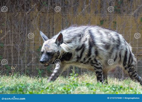 Striped Hyena Hyaena Hyaena A Rare Endangered Species In The Middle