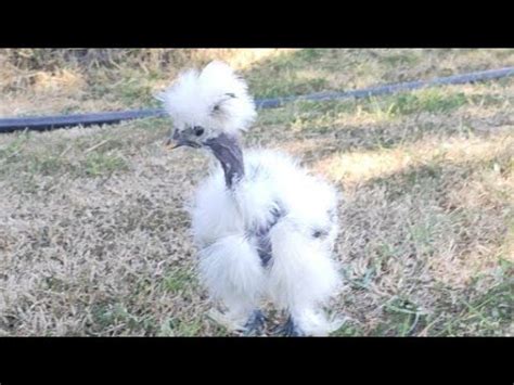 My Newest Naked Neck Showgirl Silkie Of 2020 YouTube