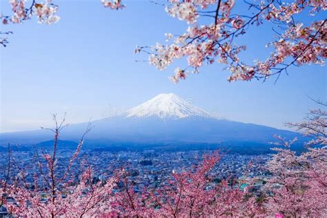 Mt Fuji With Cherry Blossom Sakura In Spring Fujiyoshida Japan