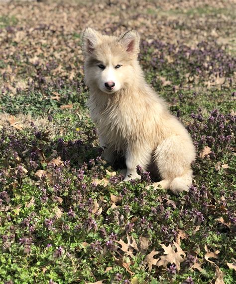 Naid Native American Indian Dog Micco 11 Weeks Old American Indian