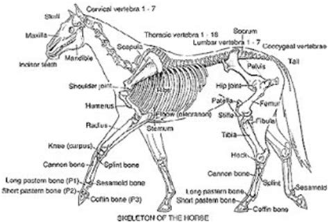 Download files and build them with your 3d printer, laser cutter, or cnc. How to Care for Horses: Labelled Diagram of a Horse.