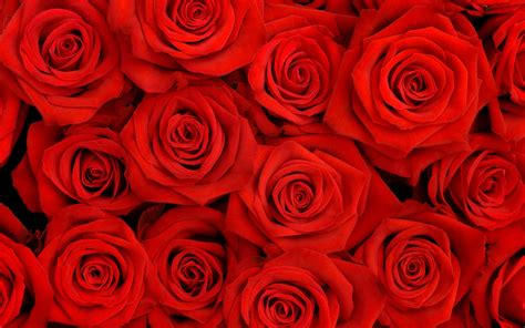 Red Roses Full Hd Wallpaper And Background Image 2560x1600 Id443046