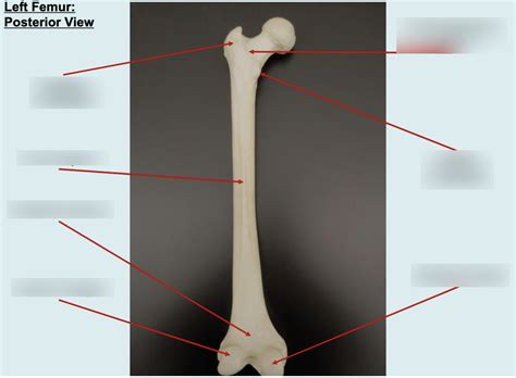 Left Femur Posterior View Diagram Quizlet