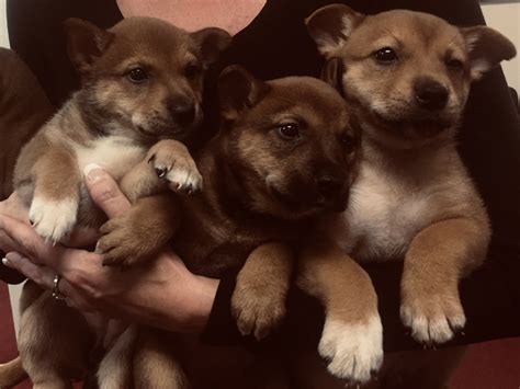 A shiba can get you a lot of attention, and open doors to many social encounters. Shiba Inu Puppies For Sale | Independence, MO #328167
