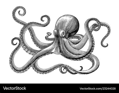 Octopus Hand Drawing Vintage Engraving On White Vector Image