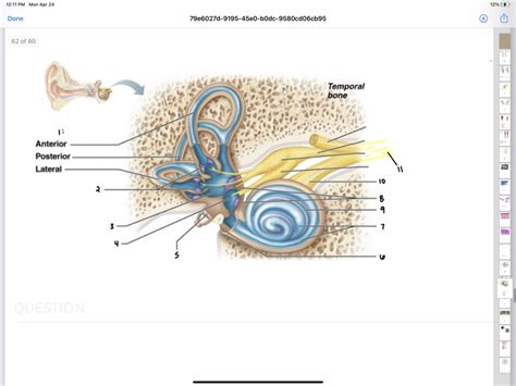 Cochlea Diagram Quizlet