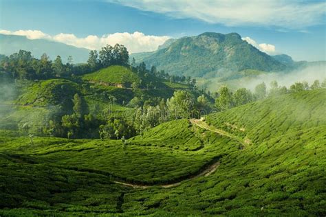 Tea Plantation In Munnar Kerala India Stock Photo Image Of Outside