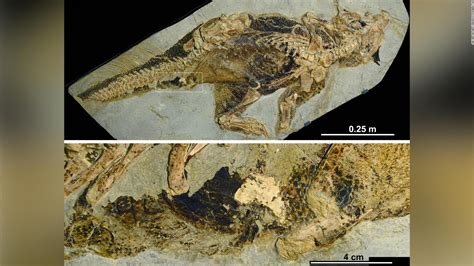 This Fossil Reveals How Dinosaurs Peed Pooped And Had Sex Cnn