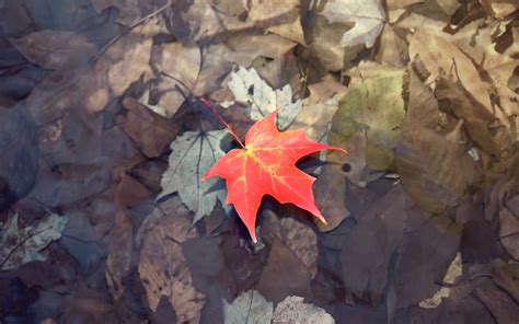 Maple Leaf On Water 7030890