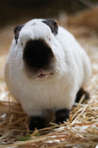 Charmain Guinea Pig Rabbit Hybrid A Photo On Flickriver