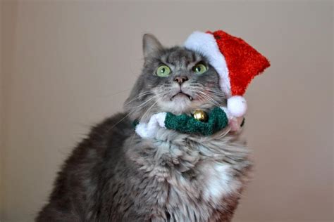 He May Not Have His Own Movie But My Grumpy Cat Hates Christmas Too