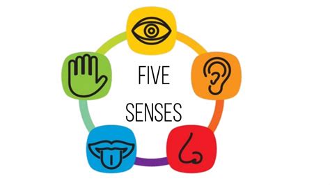 Five Senses For Kids Audio Visual Flash Card Youtube