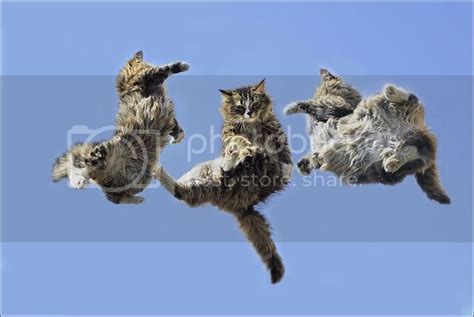 Funny Animals Flying Cat