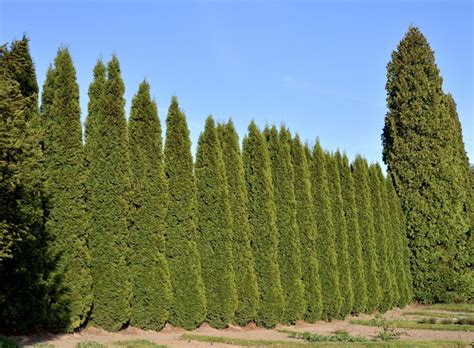 For instant privacy, pick out larger privacy trees and hedges. Zone 9 Trees For Privacy - What Are The Best Screening ...