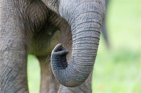 African Elephant Trunk Detail Photograph By Peter Chadwick Fine Art
