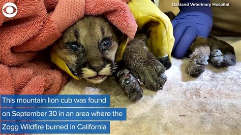 Web Extra Mountain Lion Cub Rescued From Ca Wildfires Youtube