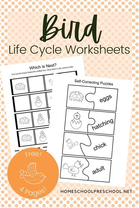 Life Cycle Of Birds Worksheets