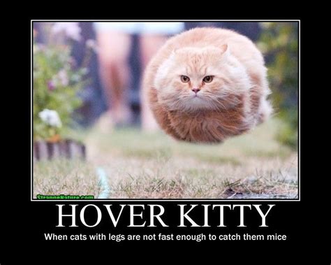 Hovering Cat Hover Kitty Hover Cat Funny Cats Funny Animals