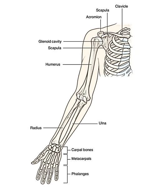 Upper Extremity Bone Anatomy