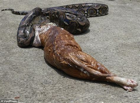Who sat on my hat in the tram. Snake forced to spit out pet cat in Thailand | Daily Mail ...