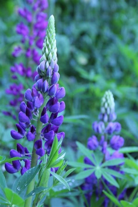 50 Purple Blue Lupine Flower Seeds Lupinus Polyphyll Perennial Garden