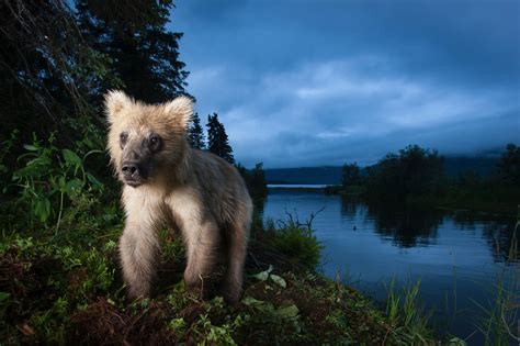 Bbc Wildlife Camera Trap Competition Winners In Pictures