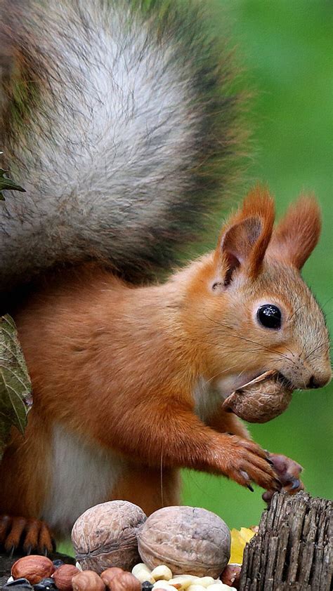 Brown Squirrel On Tree Trunk Eating Nuts Hd Animals Wallpapers Hd