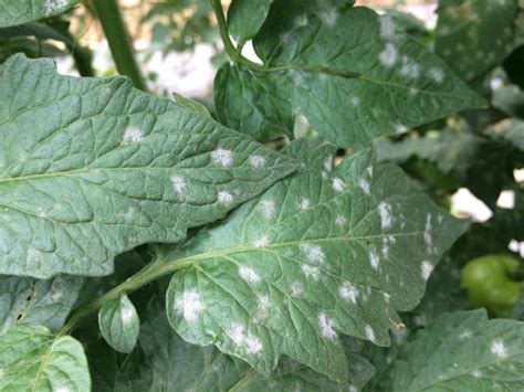 3 Reasons For White Spots On Tomato Leaves And How To Fix Tomato Bible