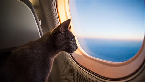 How To Travel With A Cat On A Plane Cat Travel Guide
