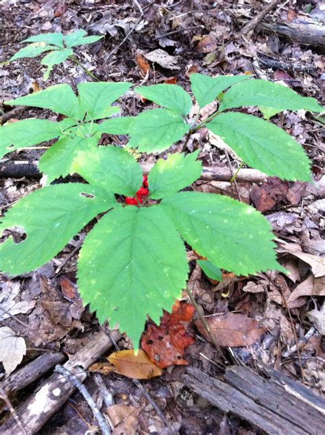 Ginseng Feed Me Forest Pinterest Plants Gardens And Container