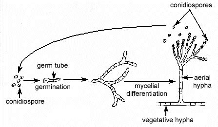 Its members are commonly known as the sac fungi or ascomycetes. FUNGI: