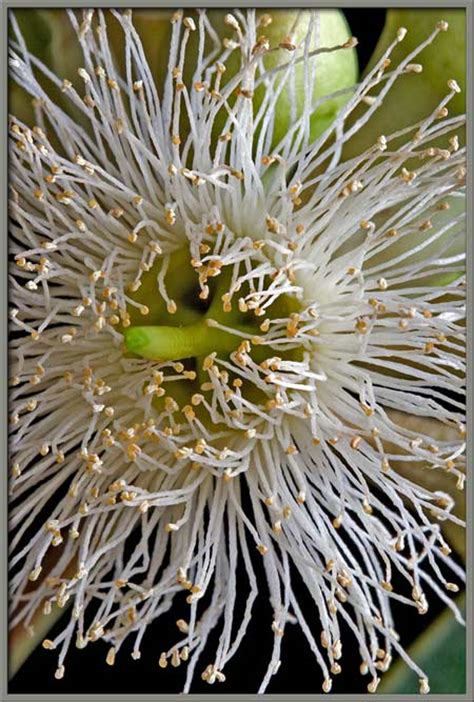 A Close Up View Of The Eucalyptus Tree Flowers