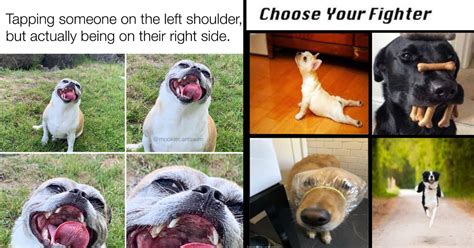 Funniest Dog Memes Of The Week For Canine Connoisseurs May 44 Off