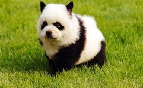 Perro San Bernardo Perro Panda Adoptar Un Perro