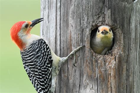 Woodpeckers Nest Flying Lessons