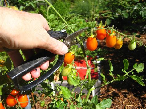 Why To Prune Tomatoes Gardening Stories