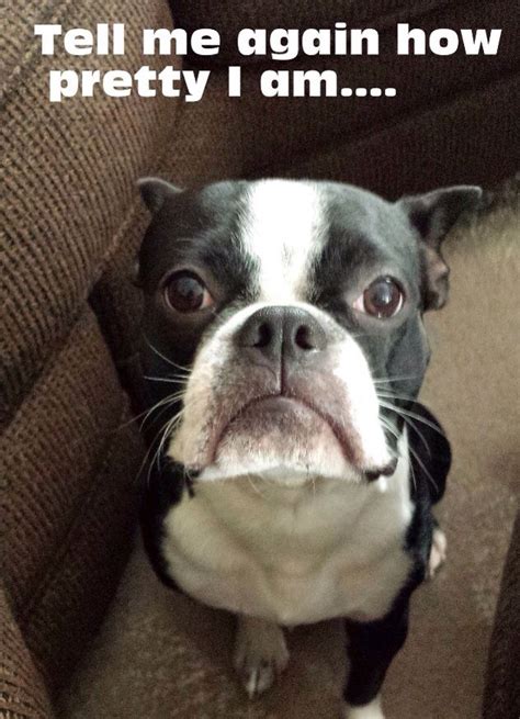 61 Best Boston Terrier Memes Dogs And Puppies Too Images On