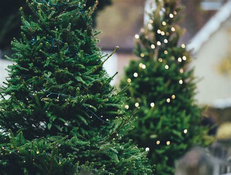Stpeterfood.coop amended articles of incorporation of st. St. Peter Co-op | Taking Care of Your Holiday Tree - St ...
