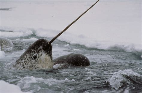 Unicorn Of The Sea —the Narwhal—explored In Smithsonian Traveling