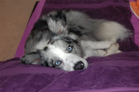 Blue Merle Border Collie Guide 5 Must Read Facts And More
