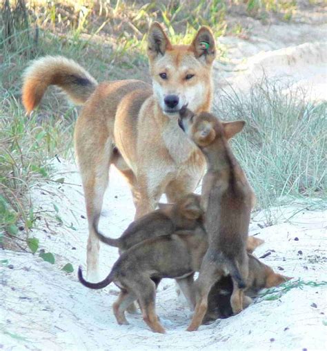 Stray Puppy Turns Out To Be Rare Dingo
