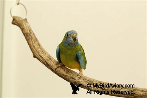 Female Splendid Parakeet My Bird Aviarymy Bird Aviary