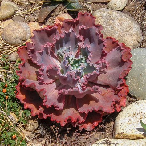 Photo Of The Entire Plant Of Echeveria Mauna Loa Posted By Baja