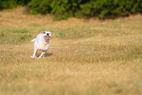 Running Dog Stock Photo Image Of Smiling White Pooch 34750348