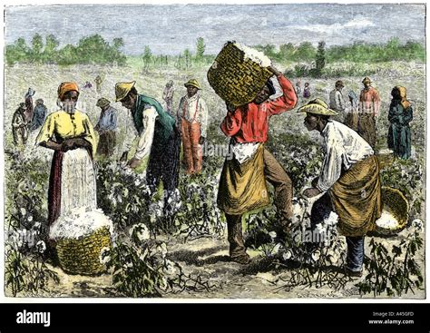 Afroamerican Slaves Picking Cotton In The South Stock Photo 3570940